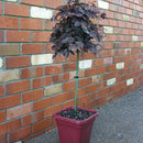 Loropetalum Burgundy - 2.5L