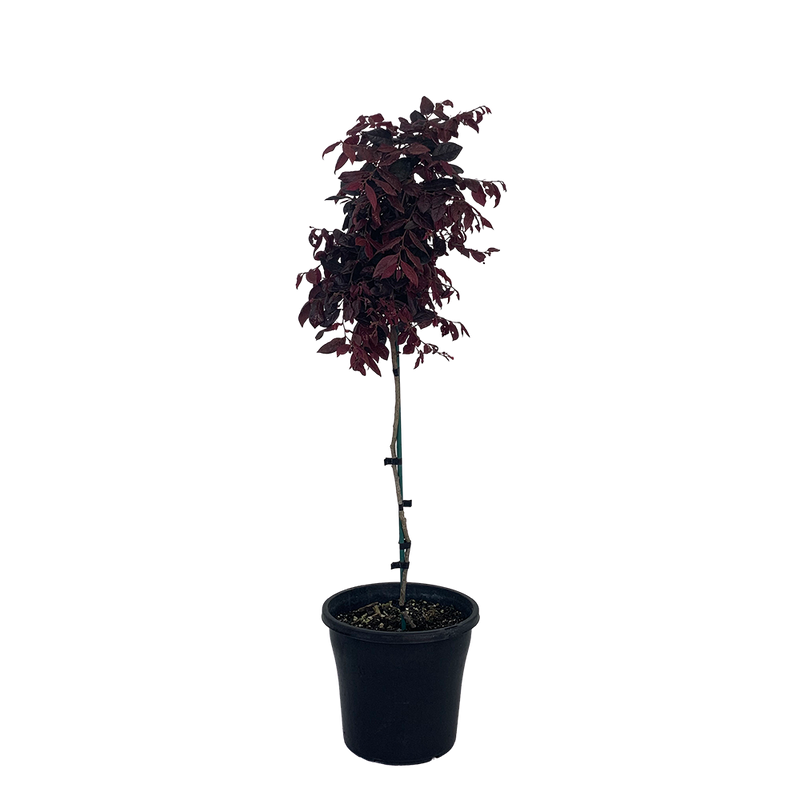 Loropetalum Std - 10L