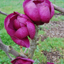 Magnolia Black Tulip - 15L