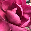 Magnolia Black Tulip - 15L