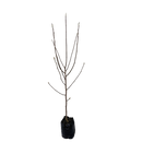 Magnolia Black Tulip - 15L