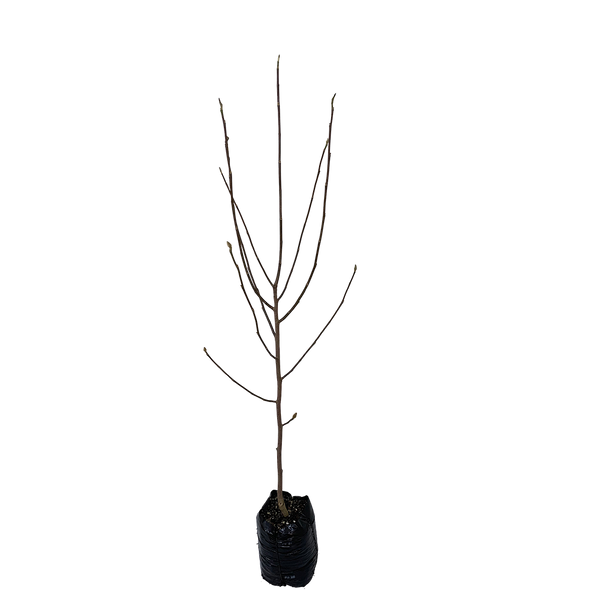 Magnolia Black Tulip - 15L