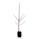 Magnolia Vulcan - 15L