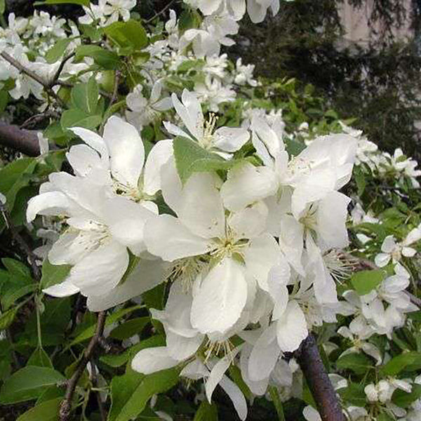 Malus Red Jade - 1.5M STANDARD
