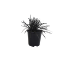 Ophiopogon Japonicus Black Dragon - 1.3L