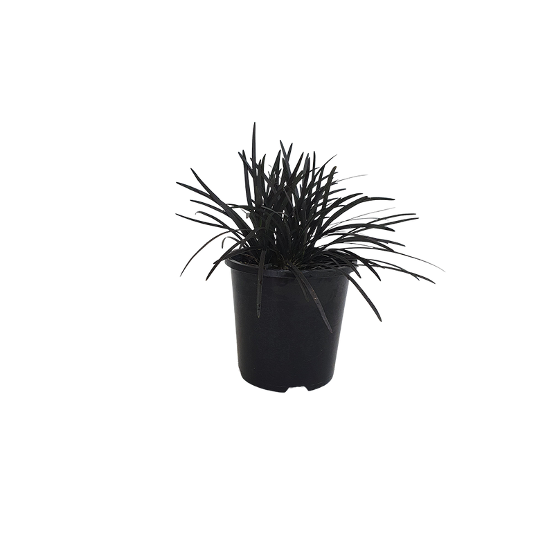 Ophiopogon Japonicus Black Dragon - 1.3L