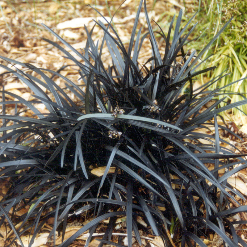 Ophiopogon Japonicus Black Dragon - 1.3L
