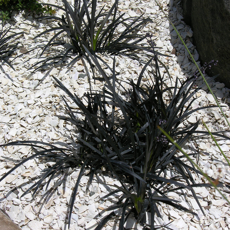 Ophiopogon Japonicus Black Dragon - 1.3L