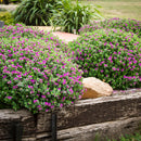 Polygala Little Bibi - 1.5L