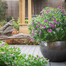 Polygala Little Bibi - 1.5L