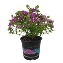 Polygala Little Bibi - 1.5L