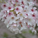 Prunus Awanui - 1.5M STD