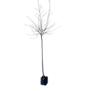 Prunus Awanui - 1.8M STD