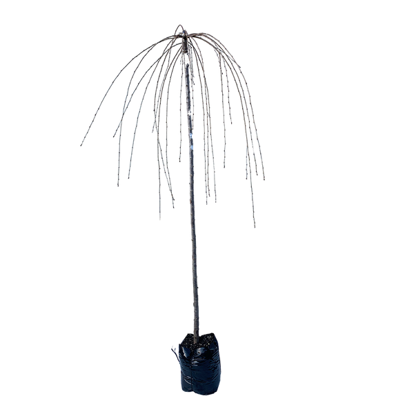 Prunus Falling Snow - 1.8M STD PB28