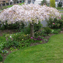 Prunus Falling Snow - 1.8M STD PB28