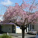 Prunus Pendula Rosea - 1.8M STD