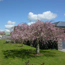 Prunus Pendula Rosea - 1.8M STD