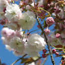 Prunus Shimidzu Sakura - 1.5M