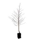 Prunus Awanui Low Work - PB28