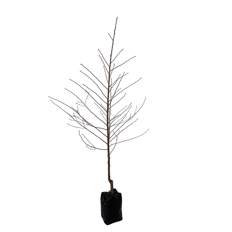 Prunus Awanui L/W - PB28