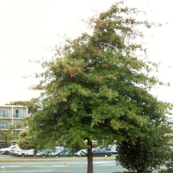Quercus Palustris - PB28