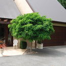 Robinia Mop Top - 1.5M PB28