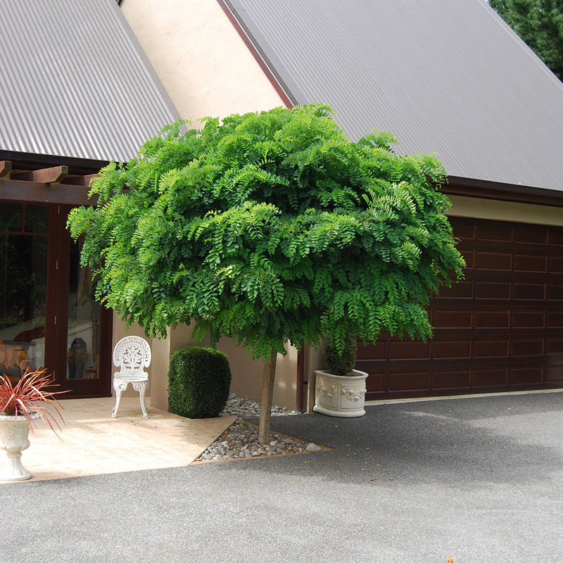 Robinia Mop Top - 1.8M STD