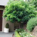 Robinia Mop Top - 1.5M PB28