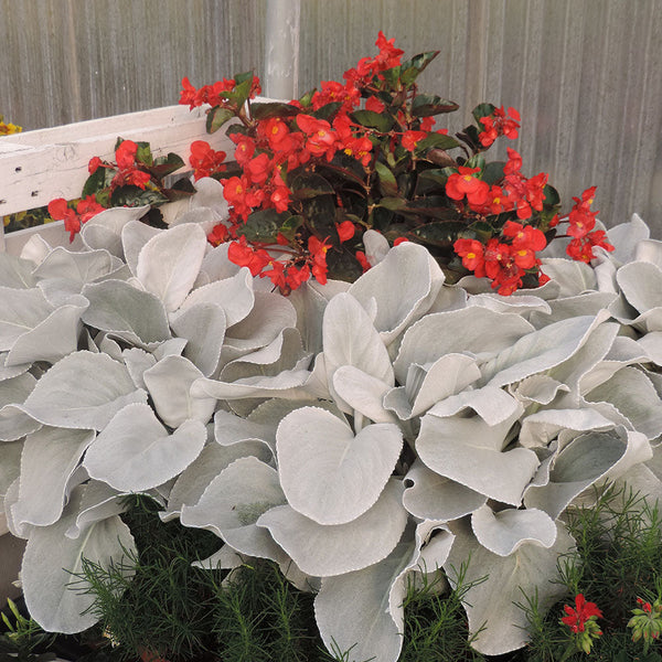 angel wings succulent care Senecio Angel Wings