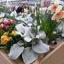 Senecio Angel Wings - 1.5L