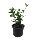 Trachelospermum Jasminoides - 2L