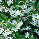 Trachelospermum Jasminoides - 2L