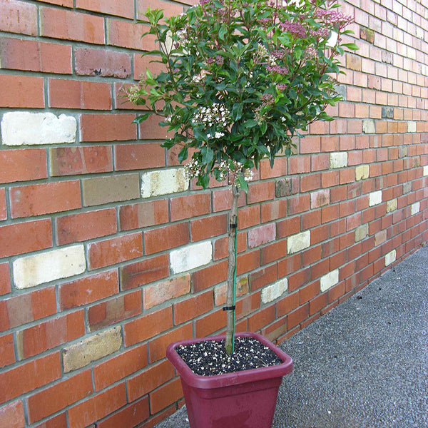 Viburnum Eve Price Std - 10L