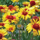Gaillardia Amber