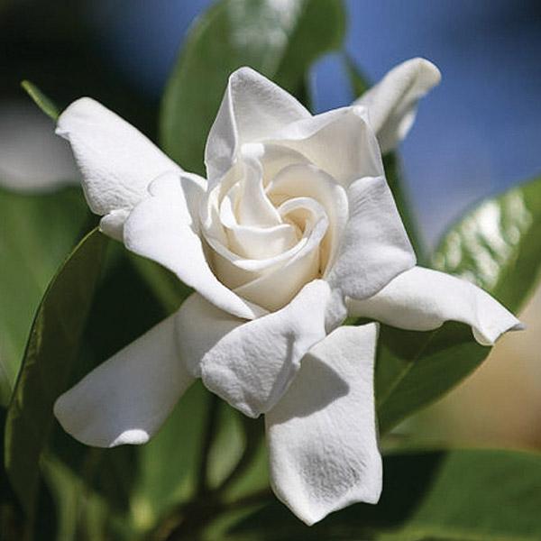 Gardenia Radicans - 1.9L