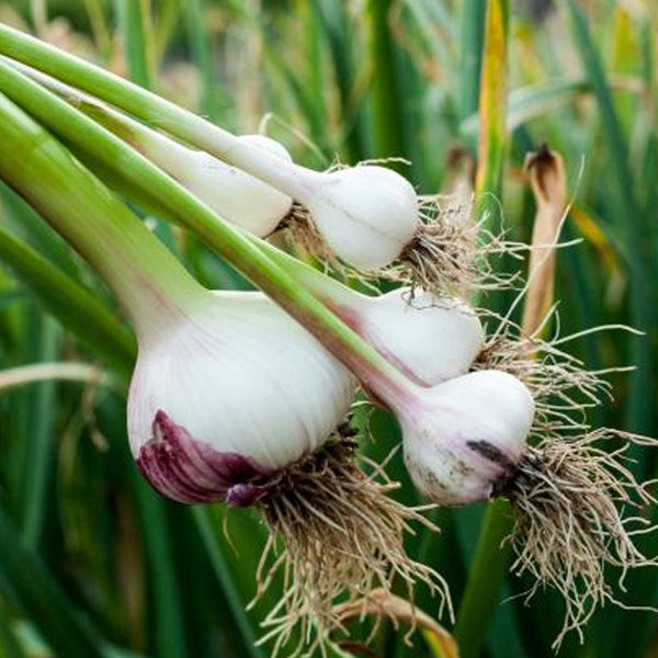 Garlic Vegetable Punnet