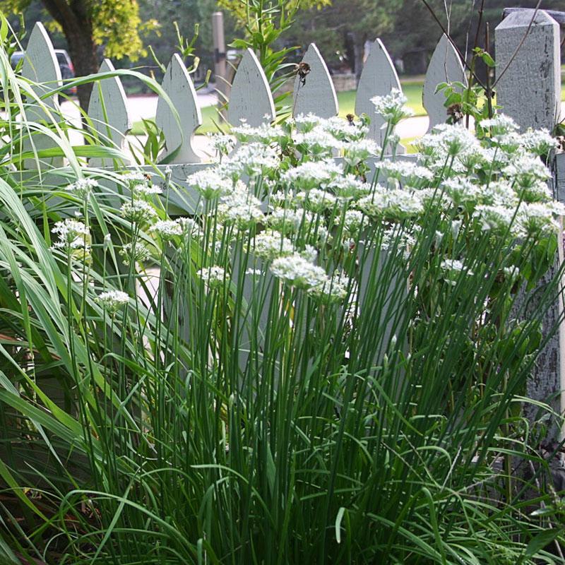 Chives Garlic  - 10CM