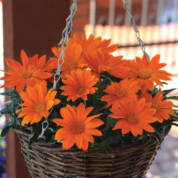 Gazania Arcturus