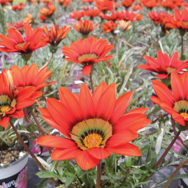 Gazania Copper Top - 14cm