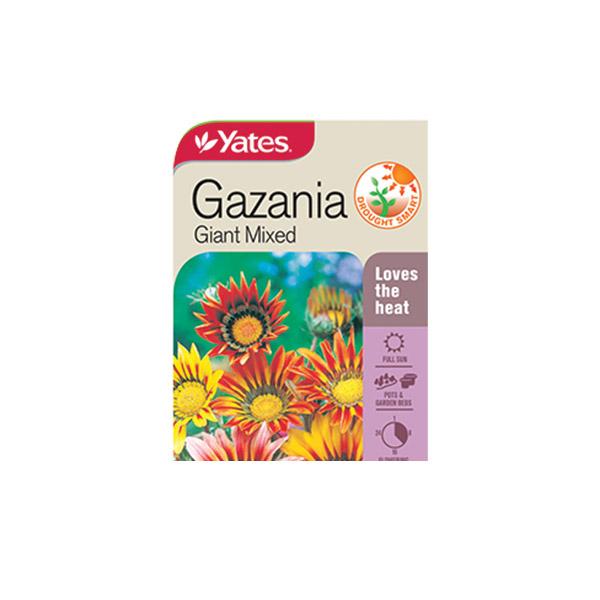Gazania Giant Mixed