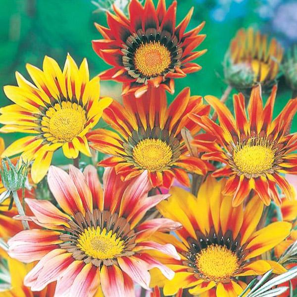 Gazania Mix Flower Punnet