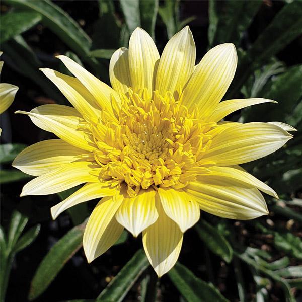Gazania Lemon Twist - 14cm