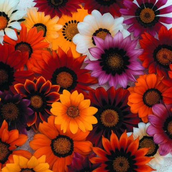 Gazania Mini Star Mix Flower Punnet