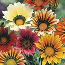 Gazania Sunshine Mixed Hybrids Seed