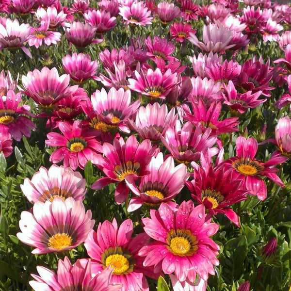 Gazania Pink Flower Punnet