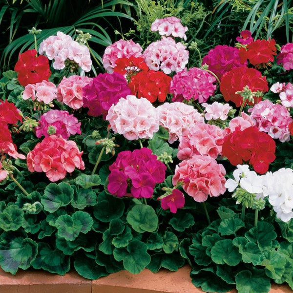 Geranium Ringo Mix Flower Punnet