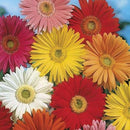 Gerbera African Daisy Seed