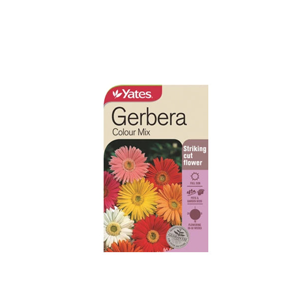 Gerbera Colour Mix