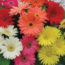 Gerbera Colour Mix