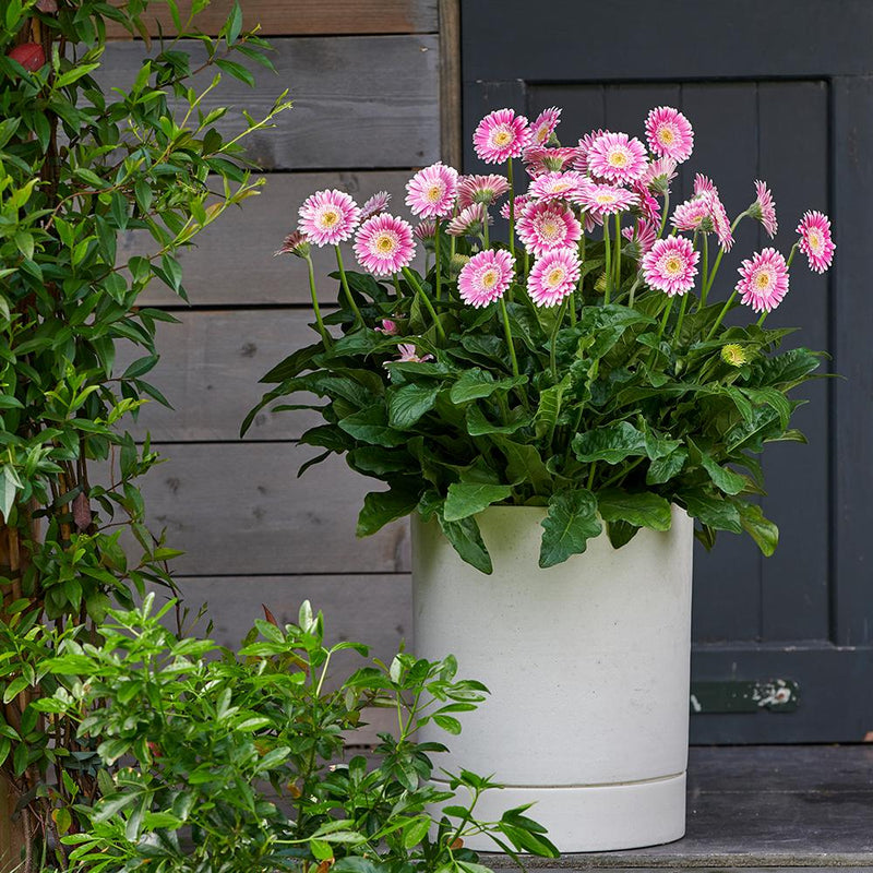 Gerbera Garvinea Sweet Fiesta - 1.5L